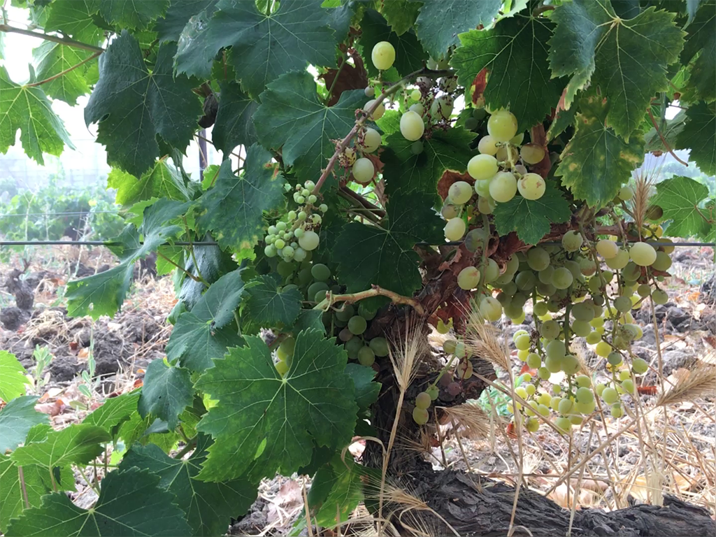 モスカテルのぶどうはまばら