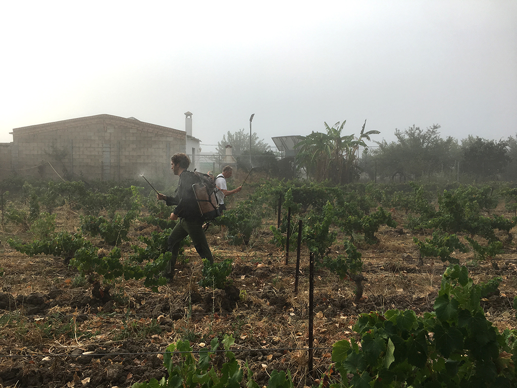 夜明けとともにビオディナミ調合剤501を散布する2人