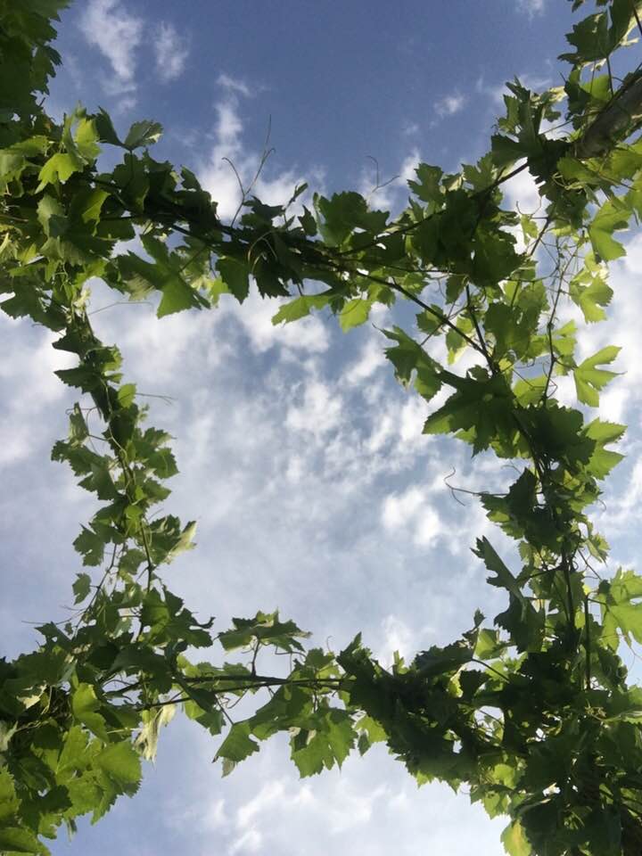 パーゴラ仕立て