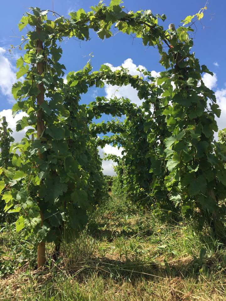 「パーゴラ仕立て」のアーケード