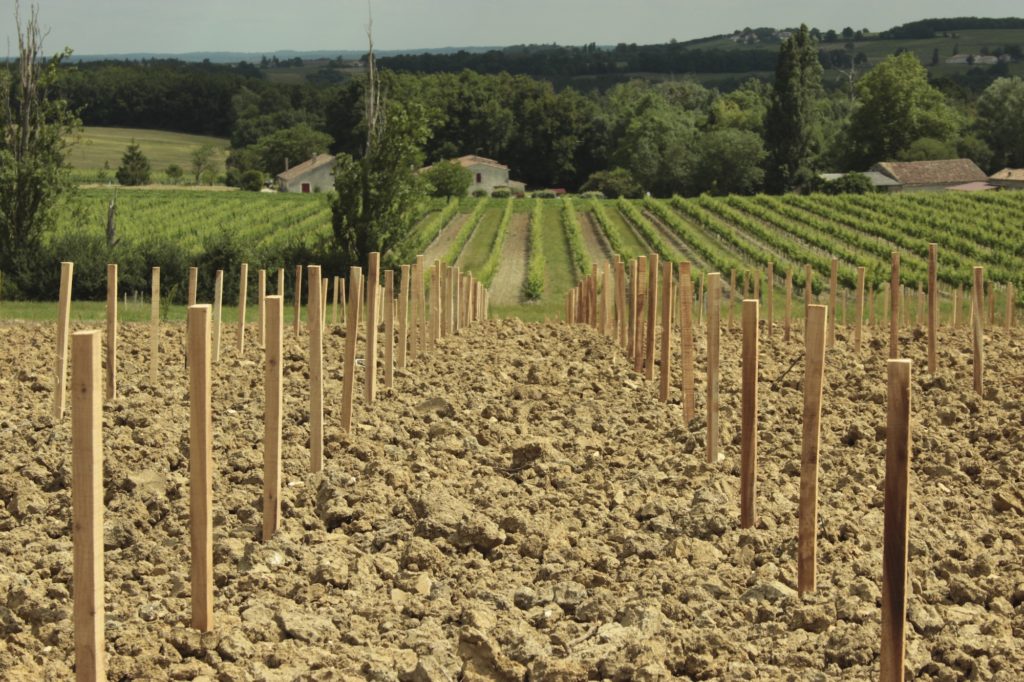 偉大なペリゴール土壌「蛎殻の多い白泥炭土
