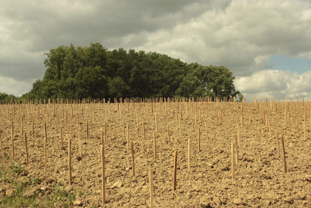 森林農法ぶどう植え付け前